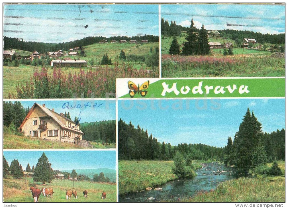 Modrava - village view - cows - Czechoslovakia - Czech - used 1980 - JH Postcards