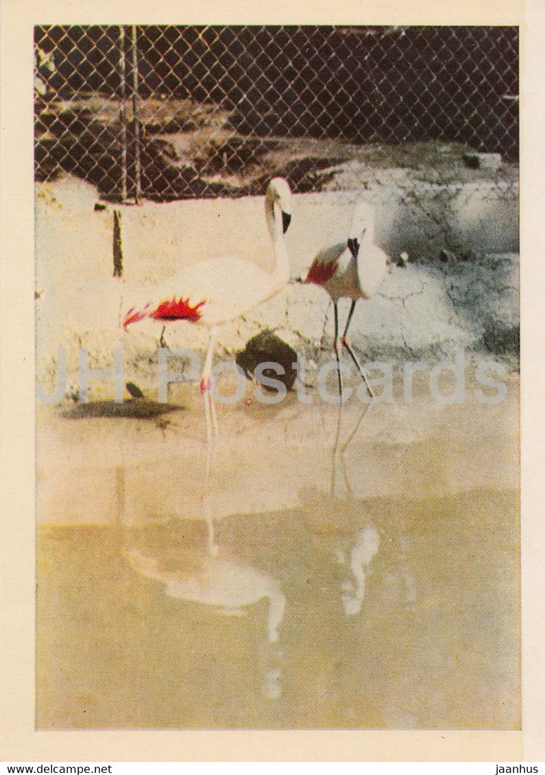 Riga Zoo - Chilean flamingo - Phoenicopterus chilensis - birds - Latvia USSR - unused - JH Postcards
