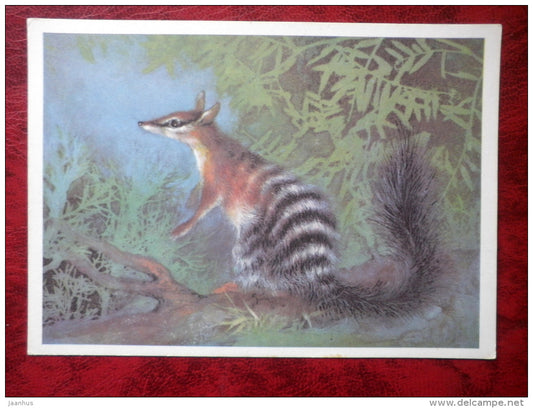 Numbat - Marsupial anteater - Myrmecobius fasciatus - animals - 1982 - Russia - USSR - unused - JH Postcards