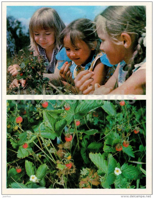 Wild Strawberry - girls - Nature Encounter - 1973 - Russia USSR - unused - JH Postcards