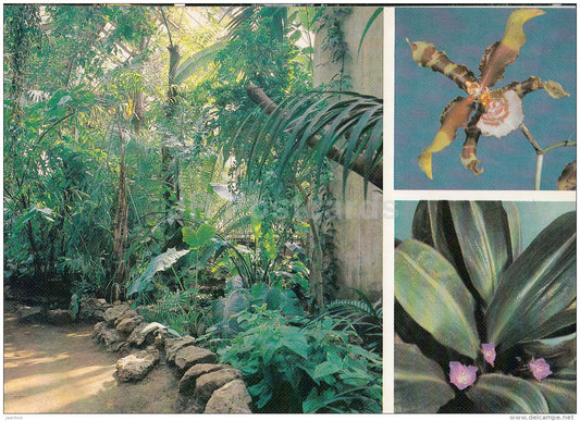 Odontoglossum grande , orchid - Pyrrheima fuscata - Moscow Botanical Garden - 1988 - Russia USSR - unused - JH Postcards