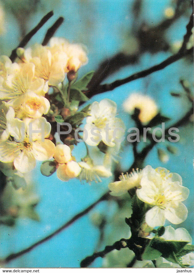 Blooming tree - plants - Bulgaria - unused - JH Postcards