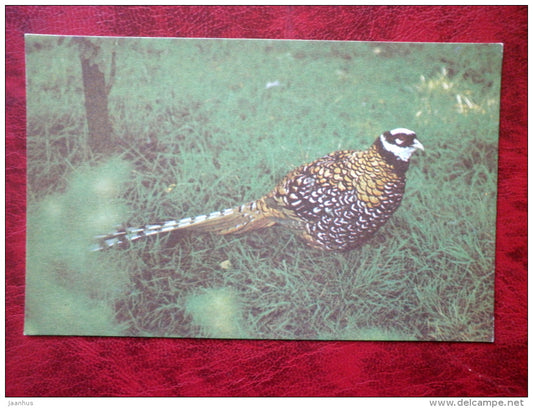 Royal Pheasant - Riga Zoo - animals - 1980 - Latvia USSR - unused - JH Postcards