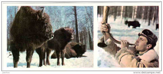 Bison Nursery - horn - Prioksko-Terrasny Nature Reserve - 1976 - Russia USSR - unused - JH Postcards