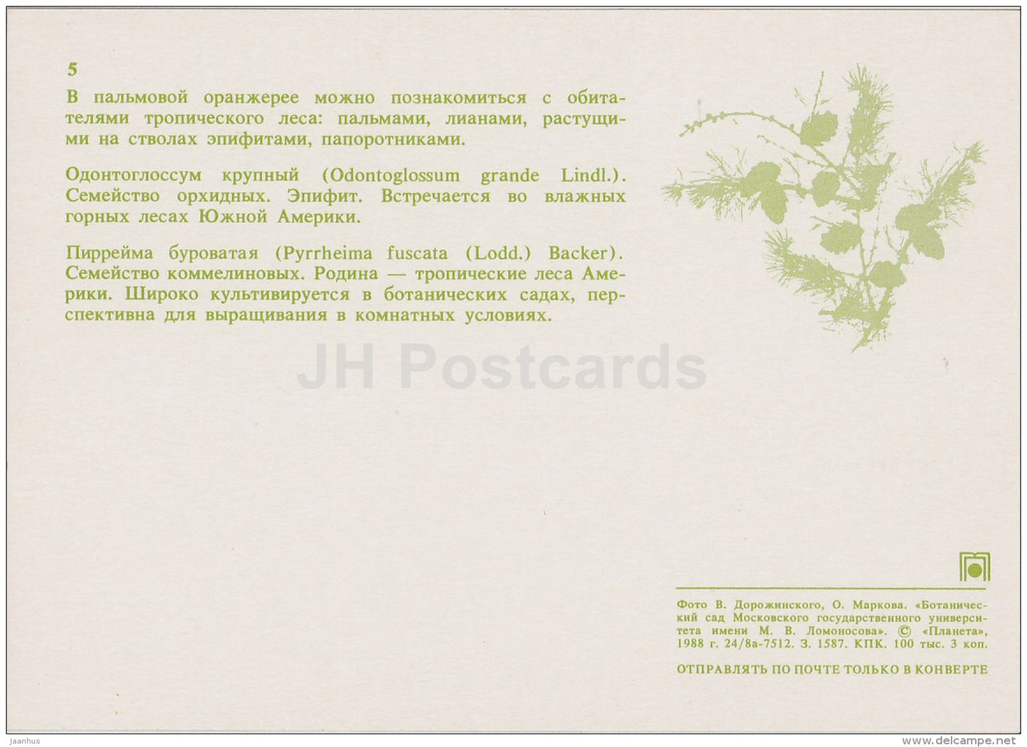 Odontoglossum grande , orchid - Pyrrheima fuscata - Moscow Botanical Garden - 1988 - Russia USSR - unused - JH Postcards