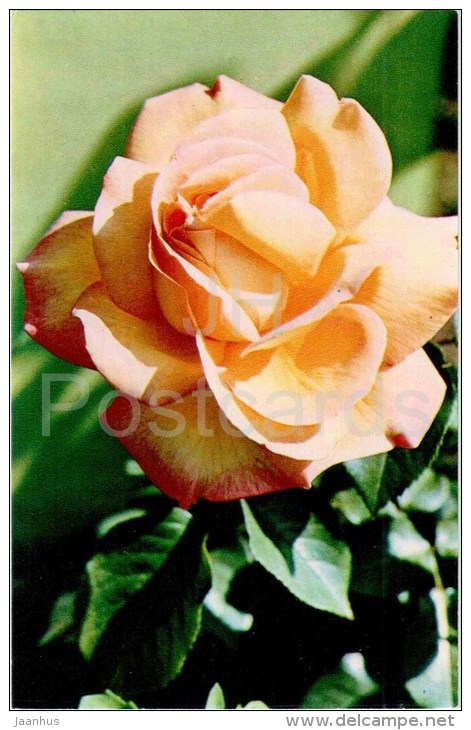 Gloria Dei - flowers - Roses - Russia USSR - 1973 - unused - JH Postcards