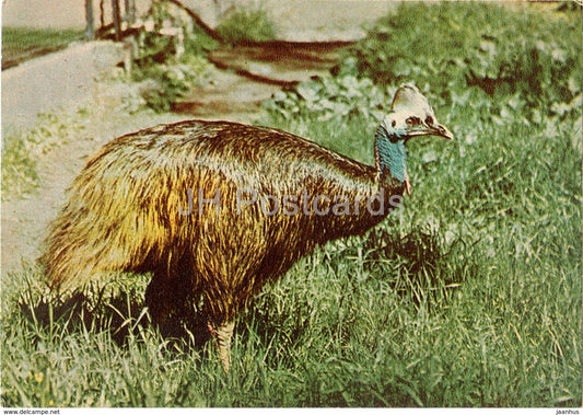 Southern cassowary - Casuarius casuarius - birds - Riga Zoo - old postcard - Latvia USSR - unused - JH Postcards