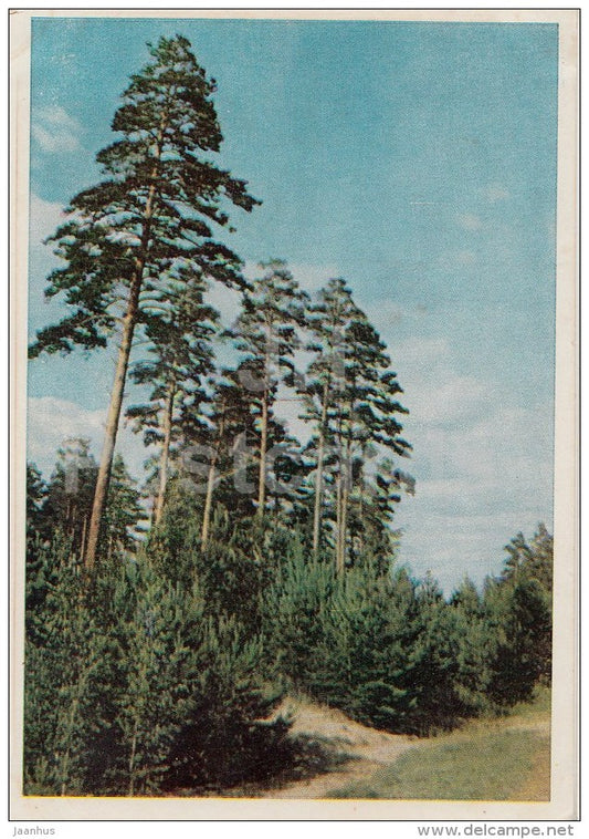 Pine trees - 1965 - Russia USSR - unused - JH Postcards
