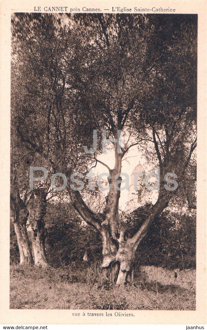 Le Cannet pres Cannes - L'Eglise Sainte Catherine - Vue a travers le Oliviers - old postcard - France - unused - JH Postcards
