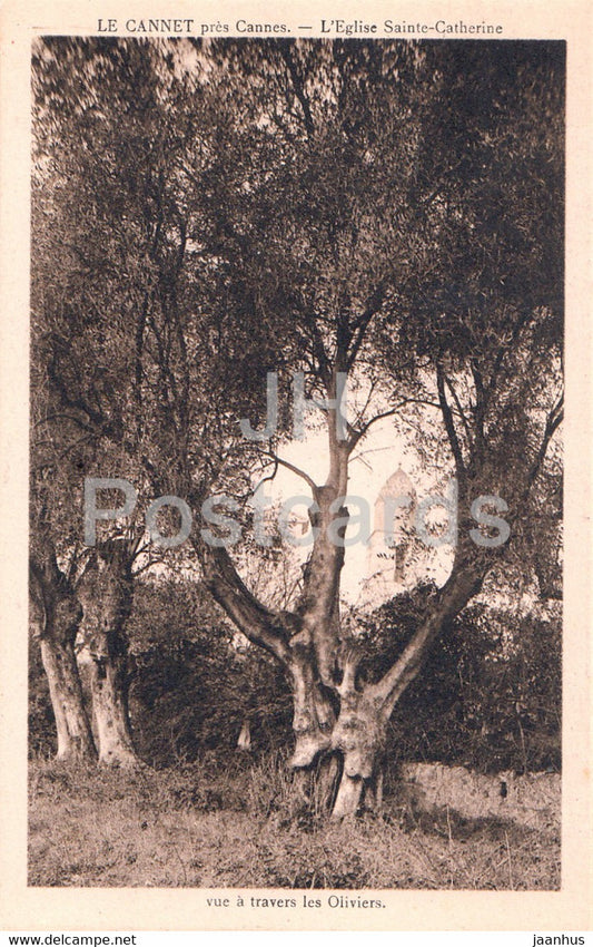 Le Cannet pres Cannes - L'Eglise Sainte Catherine - Vue a travers le Oliviers - old postcard - France - unused - JH Postcards