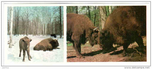Bison - Prioksko-Terrasny Nature Reserve - 1976 - Russia USSR - unused - JH Postcards