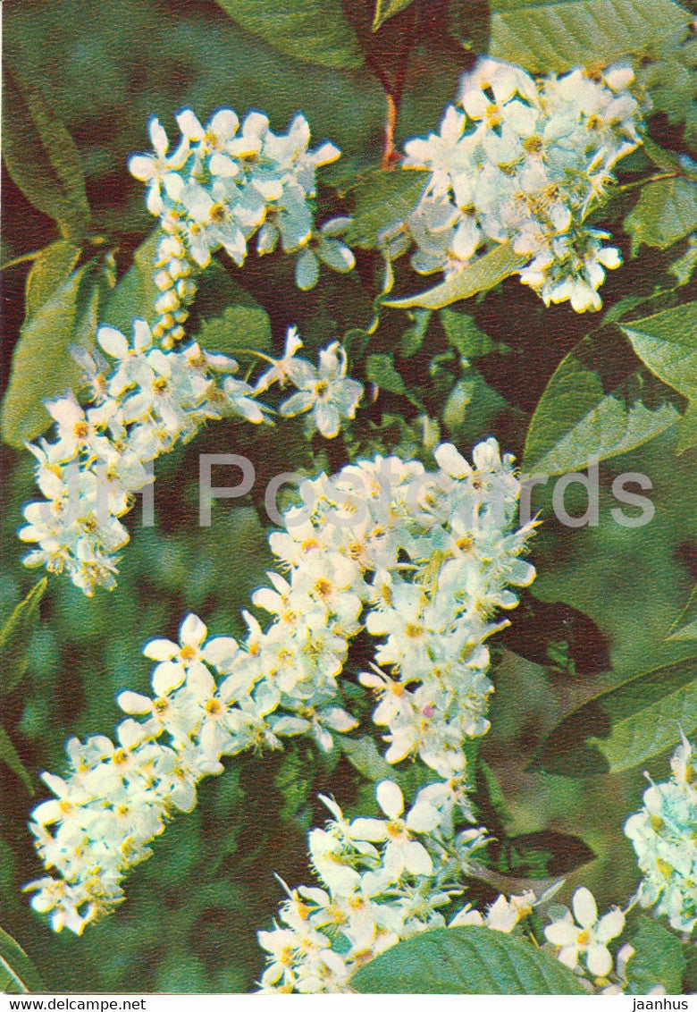 Bird Cherry - Prunus padus - Medicinal Plants - 1981 - Russia USSR - unused - JH Postcards