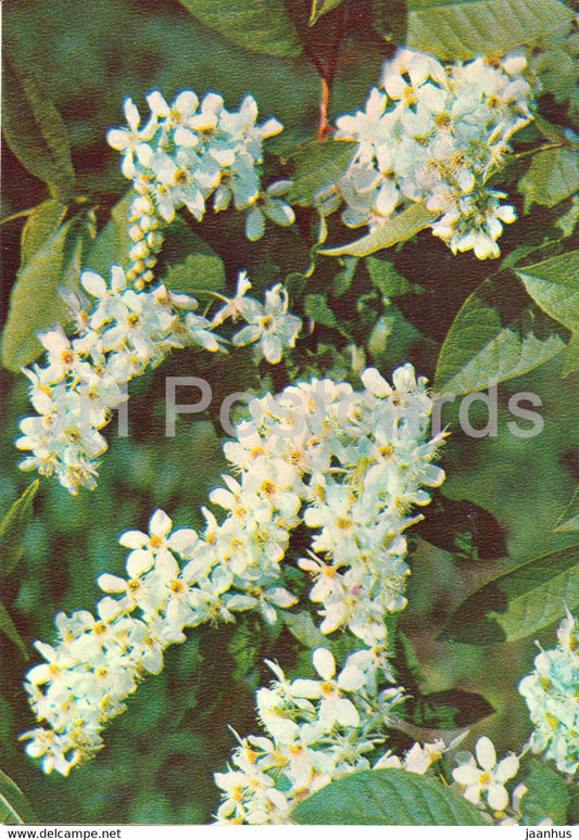 Bird Cherry - Prunus padus - Medicinal Plants - 1981 - Russia USSR - unused - JH Postcards