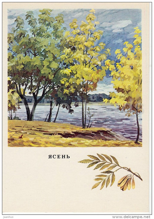 Ash - Fraxinus - Russian Forest - trees - illustration by G. Bogachev - 1979 - Russia USSR - unused - JH Postcards