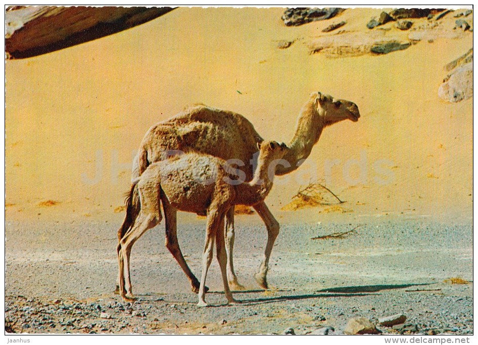Dromedary - Camelus dromedarius - Africa - animals - 396 - Italy - unused - JH Postcards