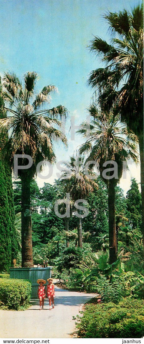 Sochi - Dendrarium - The Washington palm tree lane - 1979 - Russia USSR - unused - JH Postcards