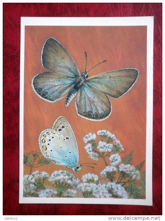 Lycaena lucifera - butterflies - 1986 - Russia - USSR - unused - JH Postcards