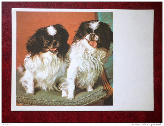 Japanese Chin - dogs - 1981 - Estonia USSR - unused - JH Postcards
