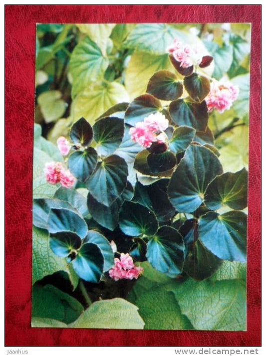 Pink Camellia - Begonia semperflorens - flowers - 1987 - Russia - USSR - unused - JH Postcards
