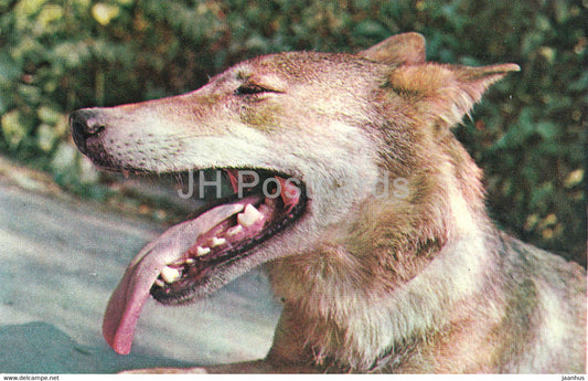 Wolf - Canis lupus - Moscow Zoo - animals - 1973 - Mexico - unused - JH Postcards