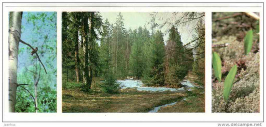 Spring in the reserve - Prioksko-Terrasny Nature Reserve - 1976 - Russia USSR - unused - JH Postcards