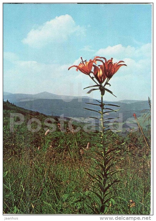 Krkonose - The Flora of the Giant Mountains - lily - Czechoslovakia - Czech - unused - JH Postcards