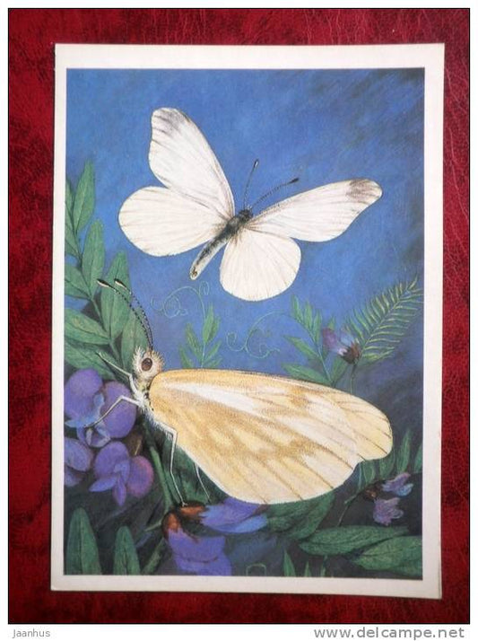 Fenton's Wood Whit - Leptidea morsei - butterflies - 1986 - Russia - USSR - unused - JH Postcards