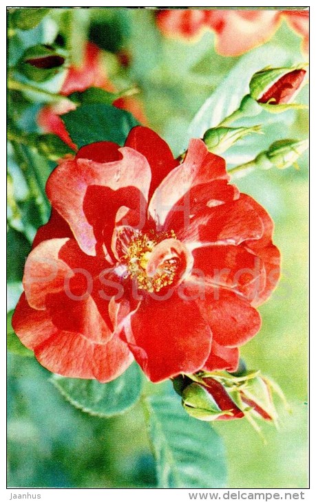 Friedrich Heyer - flowers - Roses - Russia USSR - 1973 - unused - JH Postcards