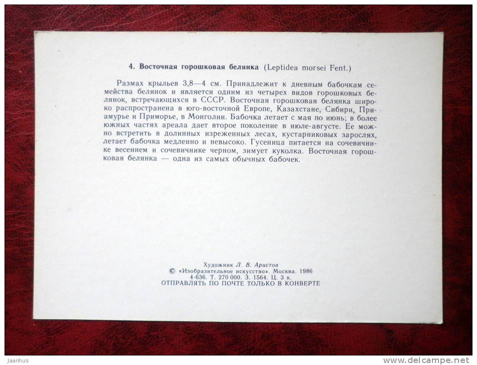 Fenton's Wood Whit - Leptidea morsei - butterflies - 1986 - Russia - USSR - unused - JH Postcards