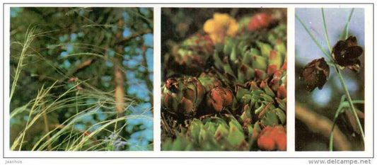 Stipa - Prioksko-Terrasny Nature Reserve - 1976 - Russia USSR - unused - JH Postcards