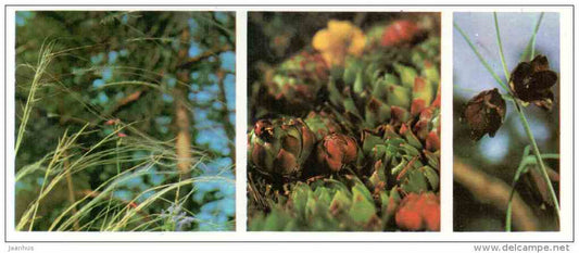 Stipa - Prioksko-Terrasny Nature Reserve - 1976 - Russia USSR - unused - JH Postcards