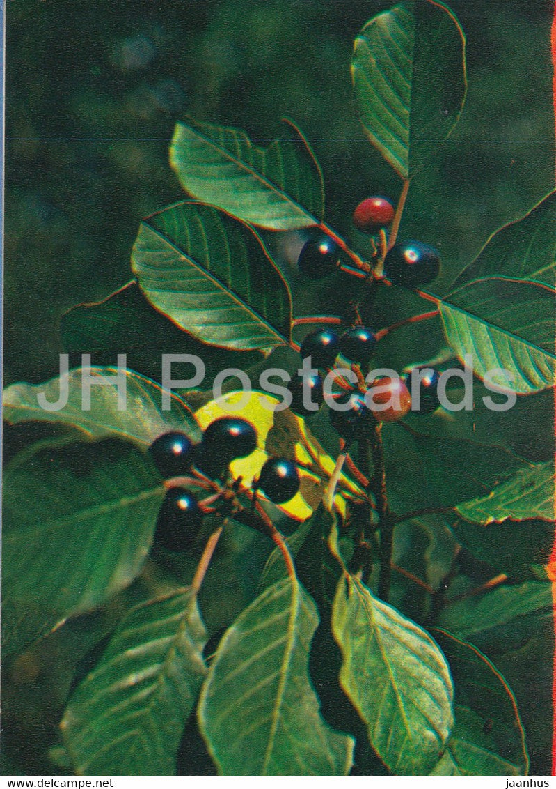 Alder buckthorn - Rhamnus frangula - Medicinal Plants - 1983 - Russia USSR - unused - JH Postcards