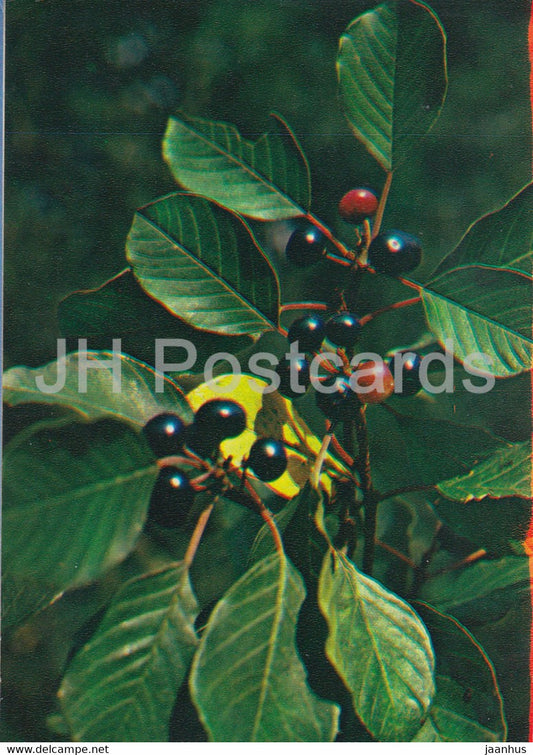Alder buckthorn - Rhamnus frangula - Medicinal Plants - 1983 - Russia USSR - unused - JH Postcards