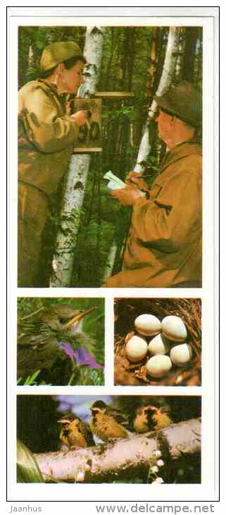 European Pied Flycatcher - tit - ornitologist - birds - Prioksko-Terrasny Nature Reserve - 1976 - Russia USSR - unused - JH Postcards