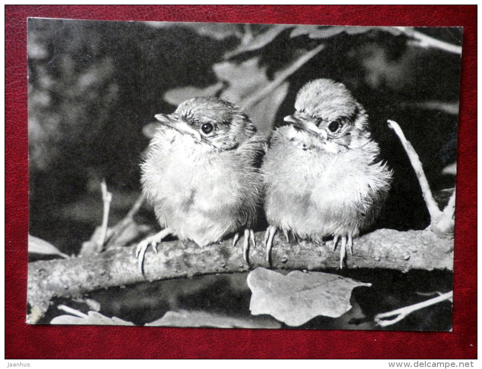 Eurasian Blackcap - Sylvia atricapilla - Birds - 1968 - Russia USSR - unused - JH Postcards
