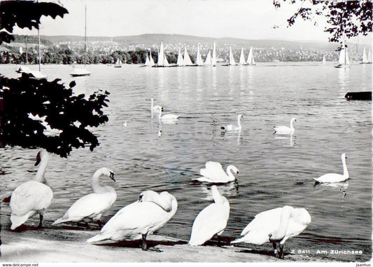 Am Zurichsee - birds - Swan - 8411 - old postcard - 1956 - Switzerland - used - JH Postcards