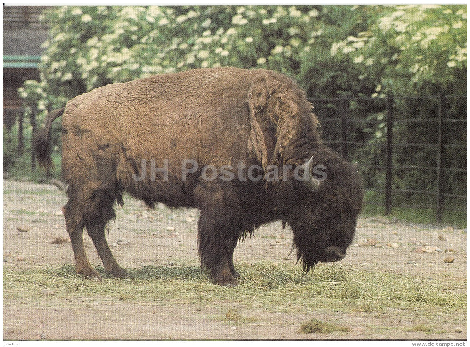 Bison - Bison bison - animals - Zoo - Czechoslovakia - unused - JH Postcards
