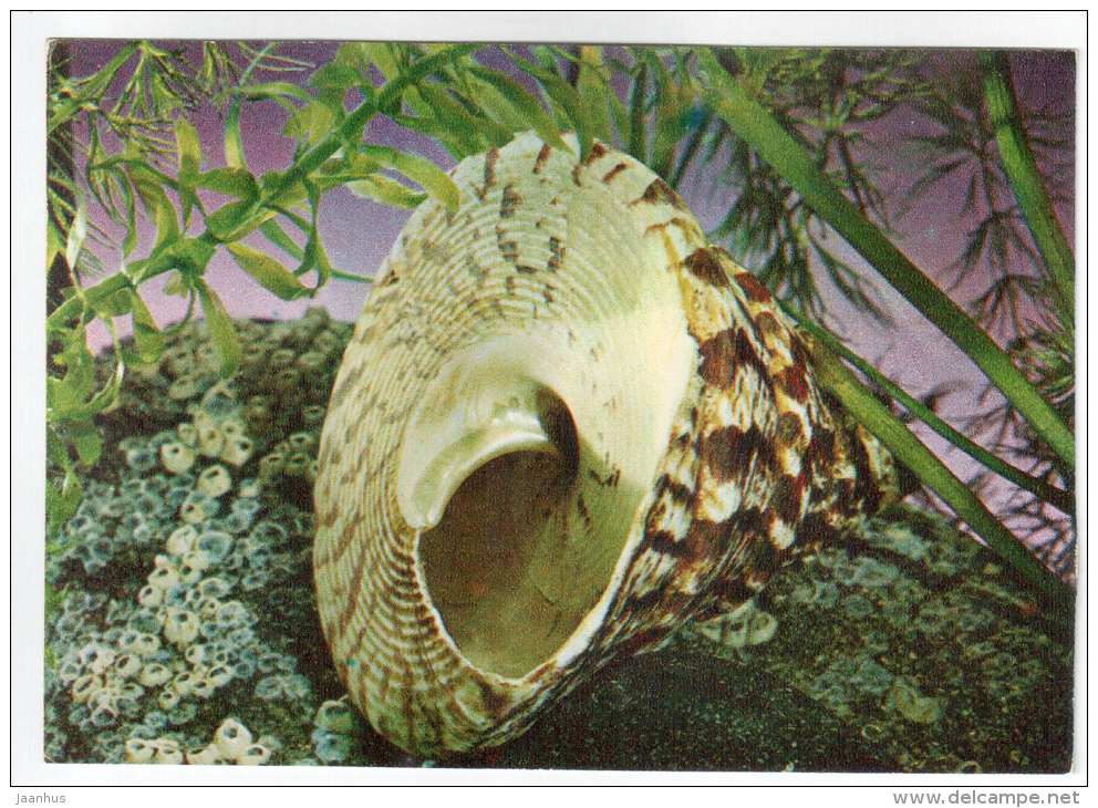 Trochus maximus - shells - clams - mollusc - 1974 - Russia USSR - unused - JH Postcards
