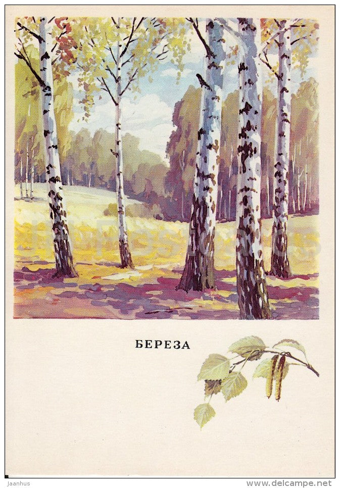 Birch - Betula - Russian Forest - trees - illustration by G. Bogachev - 1979 - Russia USSR - unused - JH Postcards