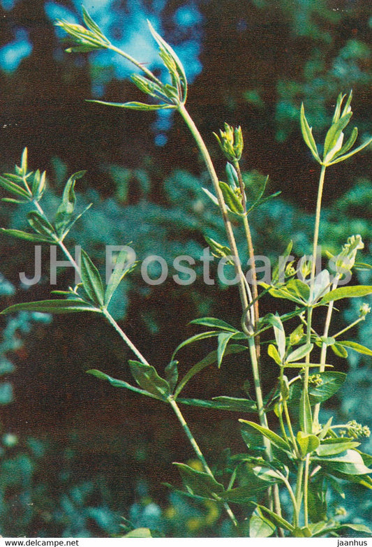 The Rose Madder  - Rubia tinctorum - Medicinal Plants - 1980 - Russia USSR - unused - JH Postcards