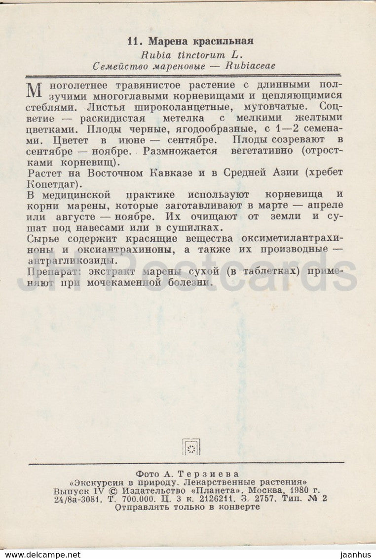 Der Rosenkrapp - Rubia tinctorum - Heilpflanzen - 1980 - Russland UdSSR - unbenutzt