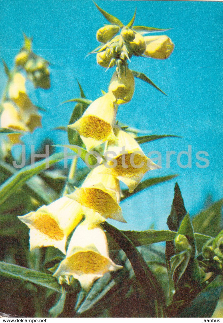 The Yellow Foxglove - Digitalis grandiflora - Medicinal Plants - 1980 - Russia USSR - unused - JH Postcards