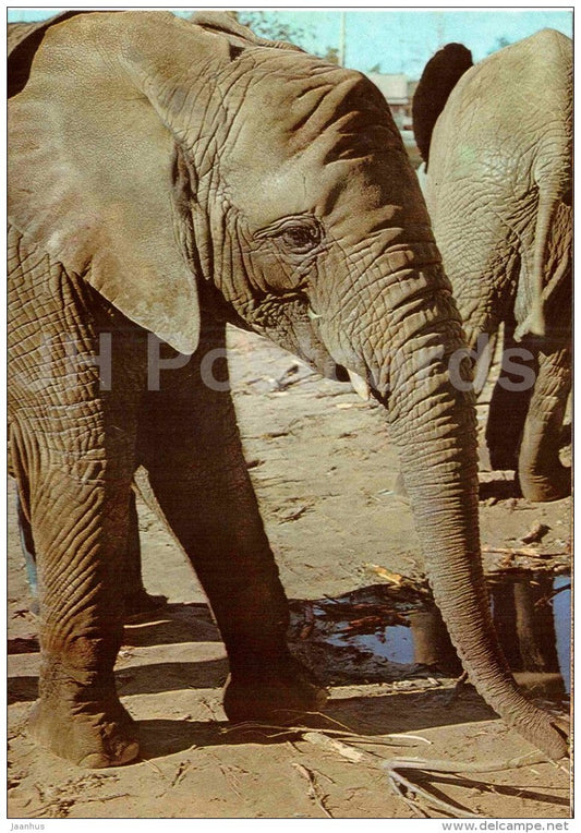 African bush elephant - Loxodonta africana - large format card - Tallinn Zoo 50 - 1989 - Estonia USSR - unused - JH Postcards