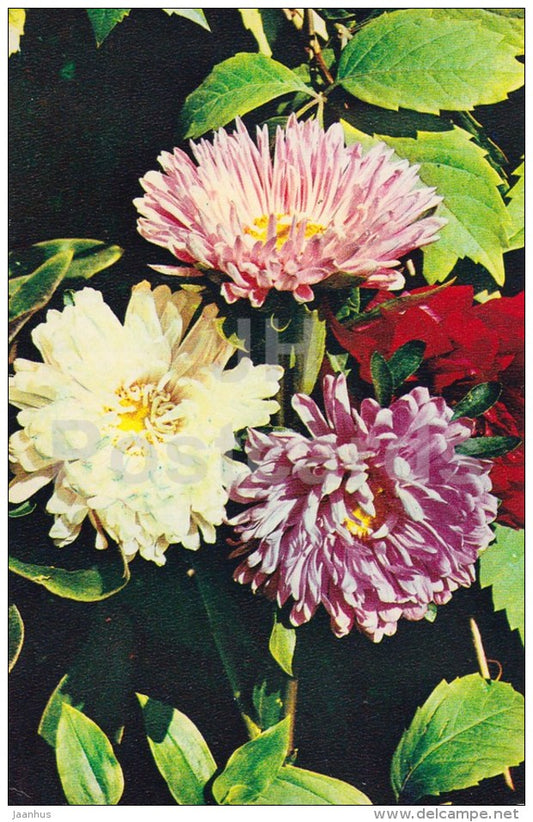 Aster - flowers - 1972 - Russia USSR - unused - JH Postcards