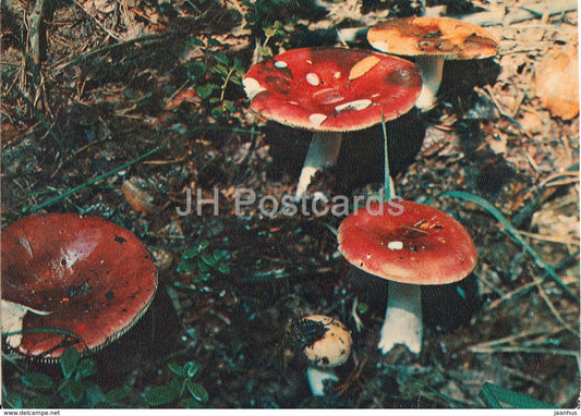 Russula - Mushrooms - 1980 - Russia USSR - unused - JH Postcards