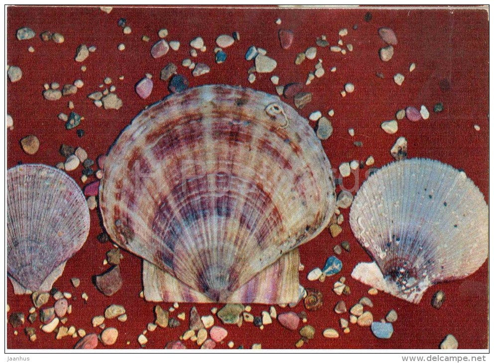 Yesso Scallop - Patinopecten yessoensis - shell - 1975 - Russia USSR - unused - JH Postcards