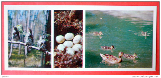 birds - duck - nest - Tsentralno-Lesnoy Nature Reserve - 1979 - USSR Russia - unused - JH Postcards