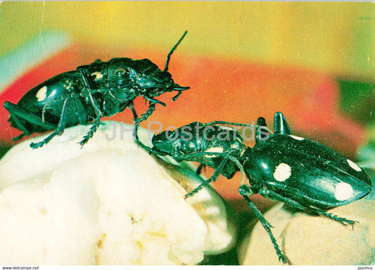 Anthia mannerheimi - insects - 1977 - Russia USSR - unused - JH Postcards