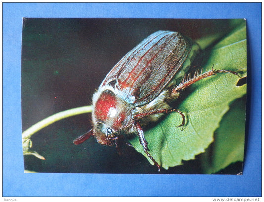Common cockchafer - Melolontha hippocastani - beetle - insects - 1980 - Russia USSR - unused - JH Postcards