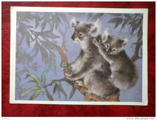 Koala - animals - 1982 - Russia - USSR - unused - JH Postcards